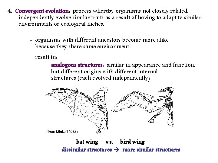 4. Convergent evolution: process whereby organisms not closely related, independently evolve similar traits as