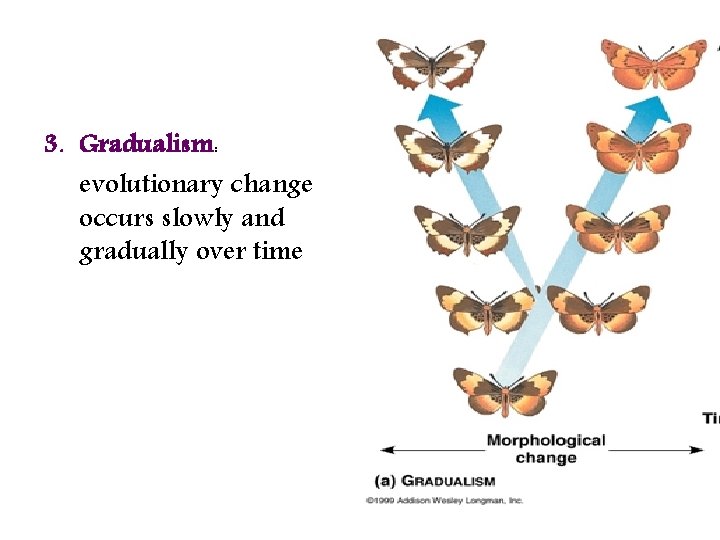 3. Gradualism: evolutionary change occurs slowly and gradually over time 