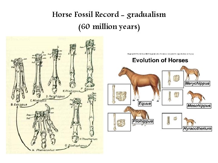 Horse Fossil Record - gradualism (60 million years) 