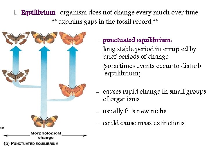 4. Equilibrium: organism does not change every much over time ** explains gaps in