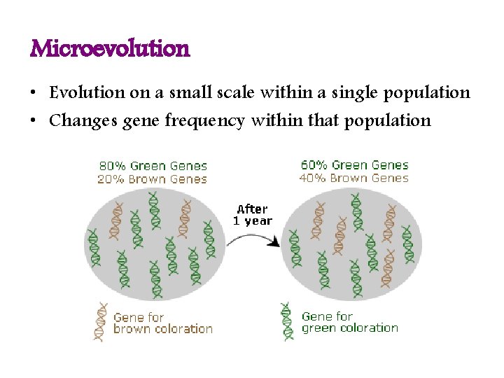 Microevolution • Evolution on a small scale within a single population • Changes gene