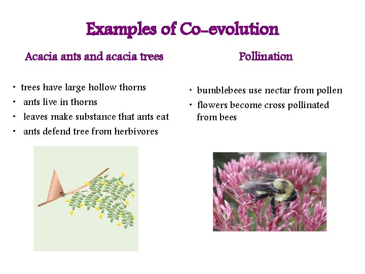 Examples of Co-evolution • • Acacia ants and acacia trees Pollination trees have large