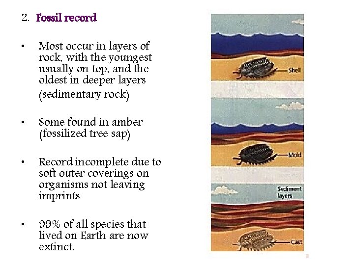 2. Fossil record • Most occur in layers of rock, with the youngest usually