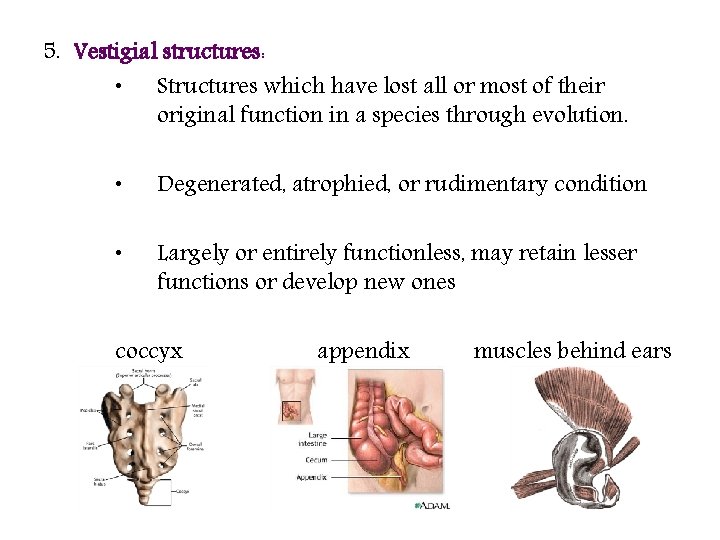 5. Vestigial structures: • Structures which have lost all or most of their original