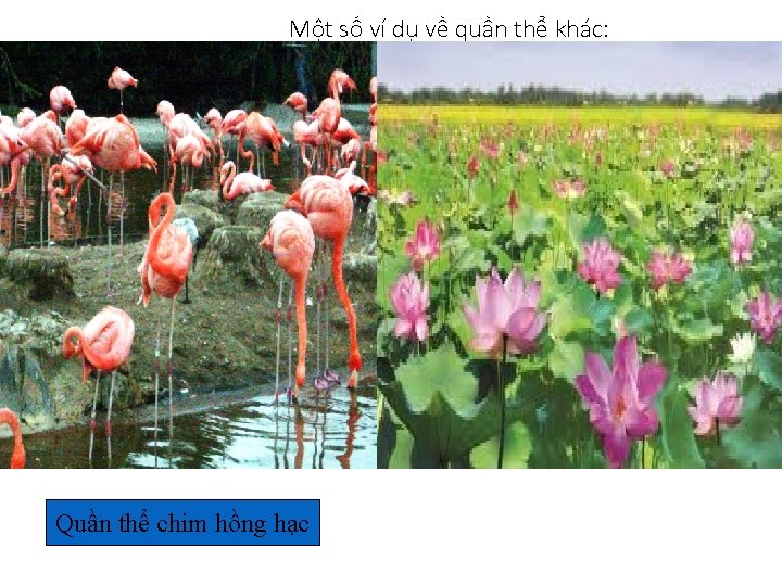 Một số ví dụ về quần thể khác: Quần thể chim hồng hạc 