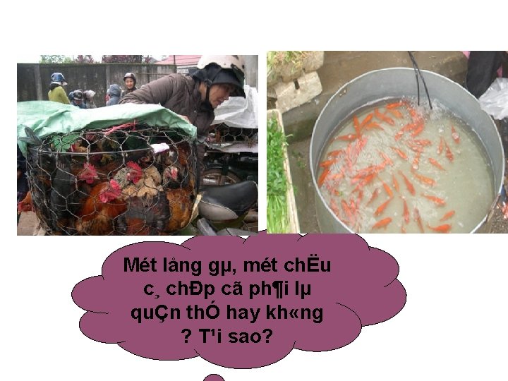 Mét lång gµ, mét chËu c¸ chÐp cã ph¶i lµ quÇn thÓ hay kh