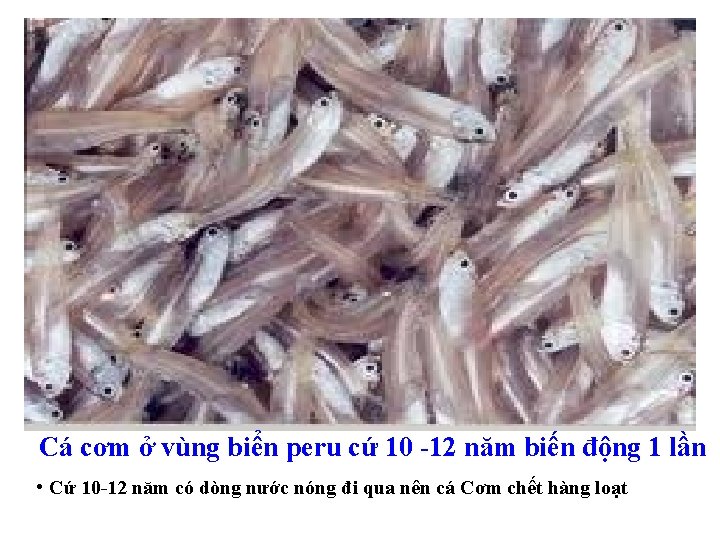 Cá cơm ở vùng biển peru cứ 10 12 năm biến động 1 lần