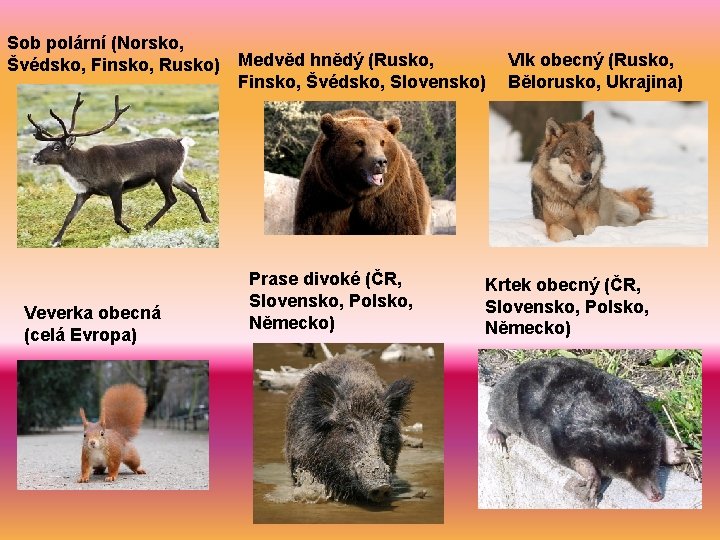 Sob polární (Norsko, Švédsko, Finsko, Rusko) Medvěd hnědý (Rusko, Finsko, Švédsko, Slovensko) Veverka obecná