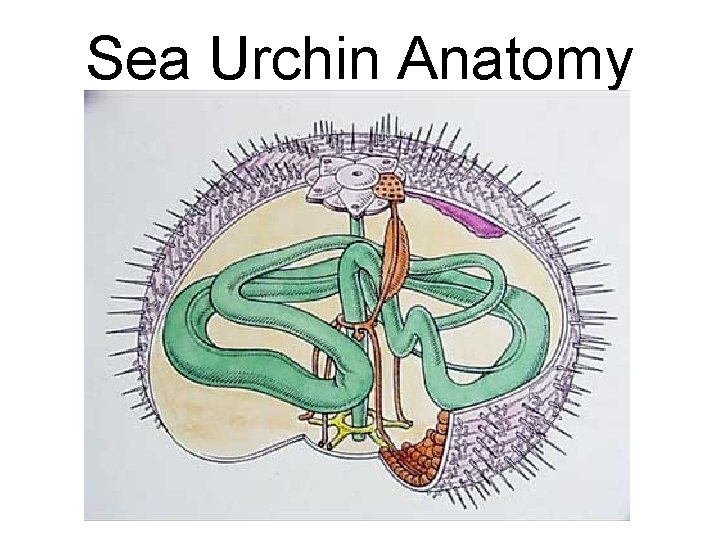 Sea Urchin Anatomy 