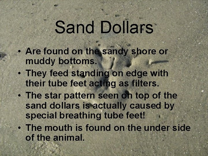 Sand Dollars • Are found on the sandy shore or muddy bottoms. • They