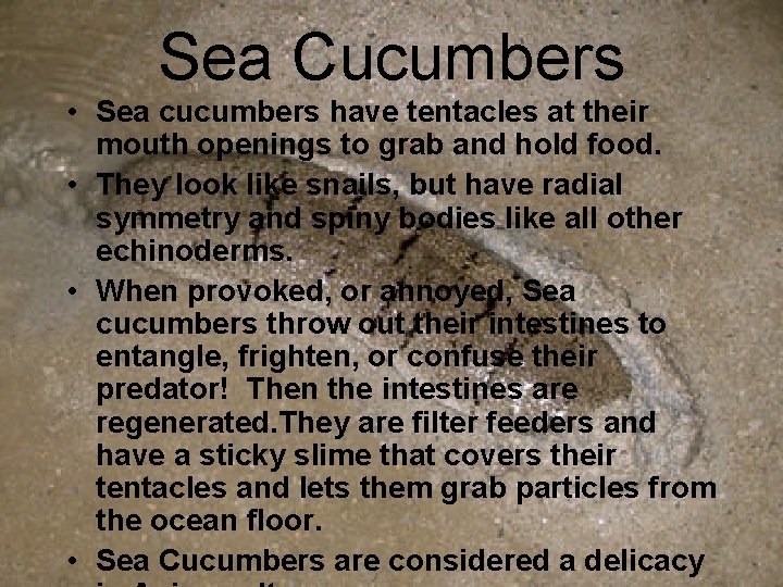 Sea Cucumbers • Sea cucumbers have tentacles at their mouth openings to grab and