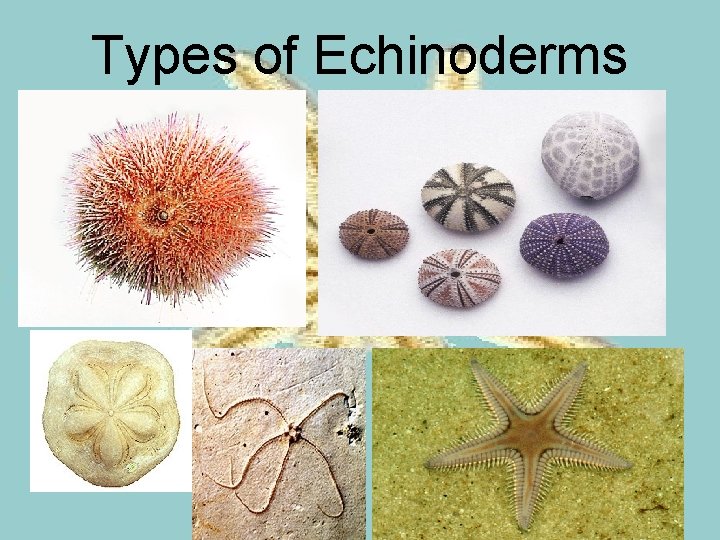 Types of Echinoderms 