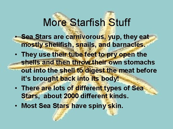 More Starfish Stuff • Sea Stars are carnivorous, yup, they eat mostly shellfish, snails,