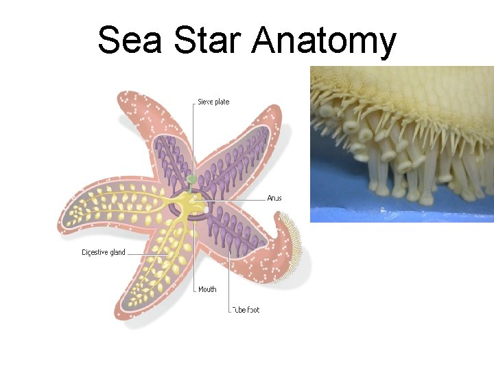 Sea Star Anatomy 