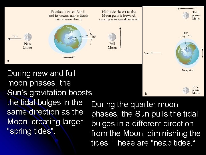 During new and full moon phases, the Sun’s gravitation boosts the tidal bulges in