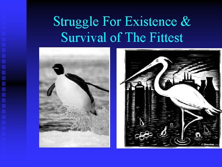Struggle For Existence & Survival of The Fittest 