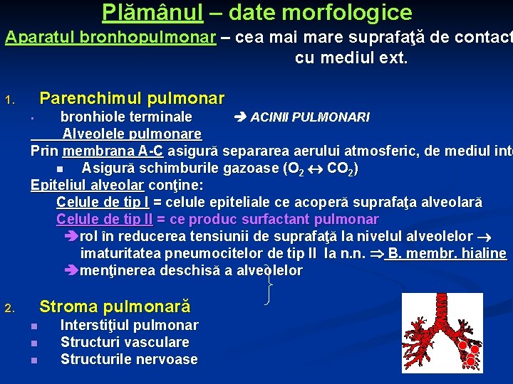 Plămânul – date morfologice Aparatul bronhopulmonar – cea mai mare suprafaţă de contact cu