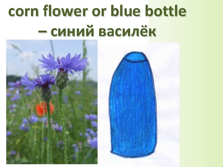 corn flower or blue bottle – синий василёк 