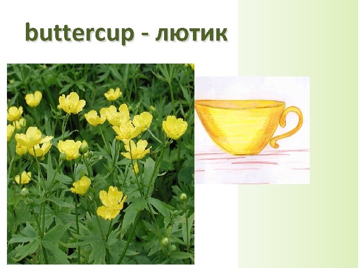 buttercup - лютик 