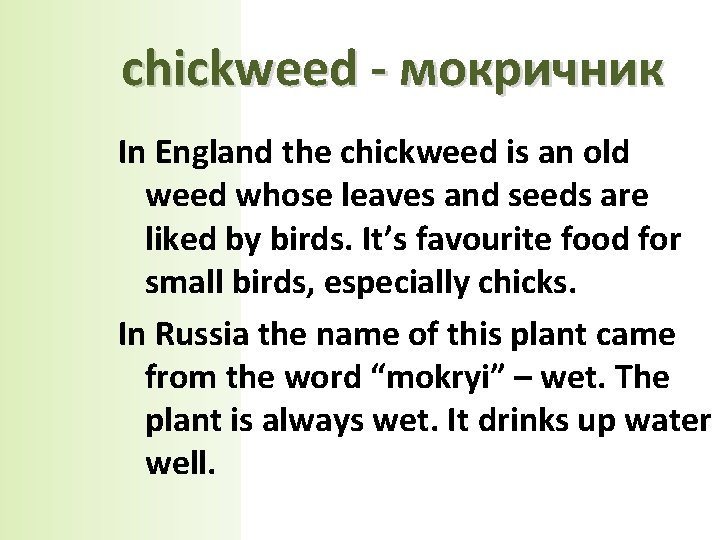 chickweed - мокричник In England the chickweed is an old weed whose leaves and