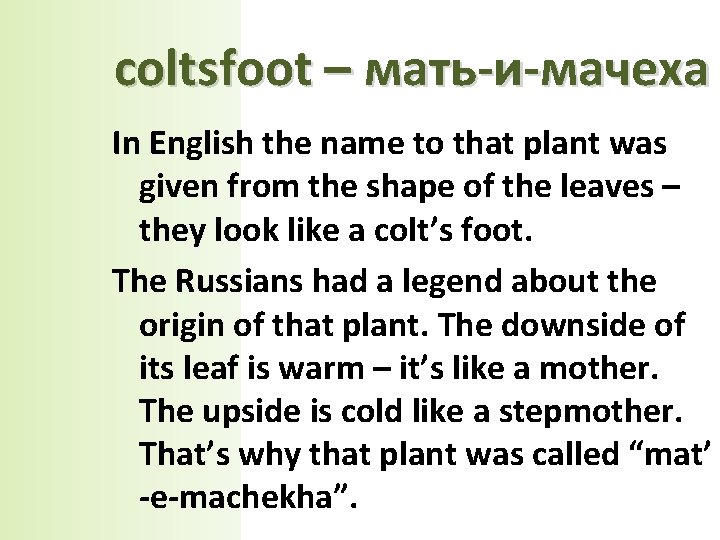 coltsfoot – мать-и-мачеха In English the name to that plant was given from the