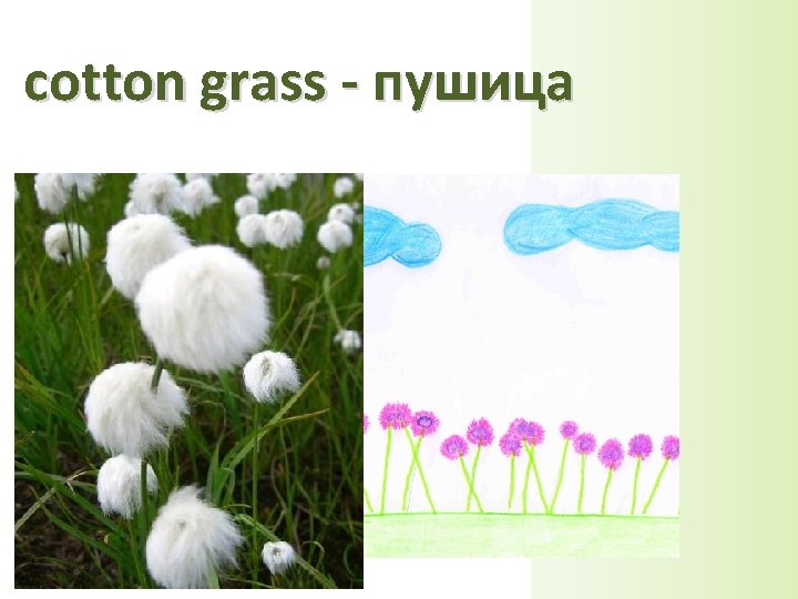 cotton grass - пушица 