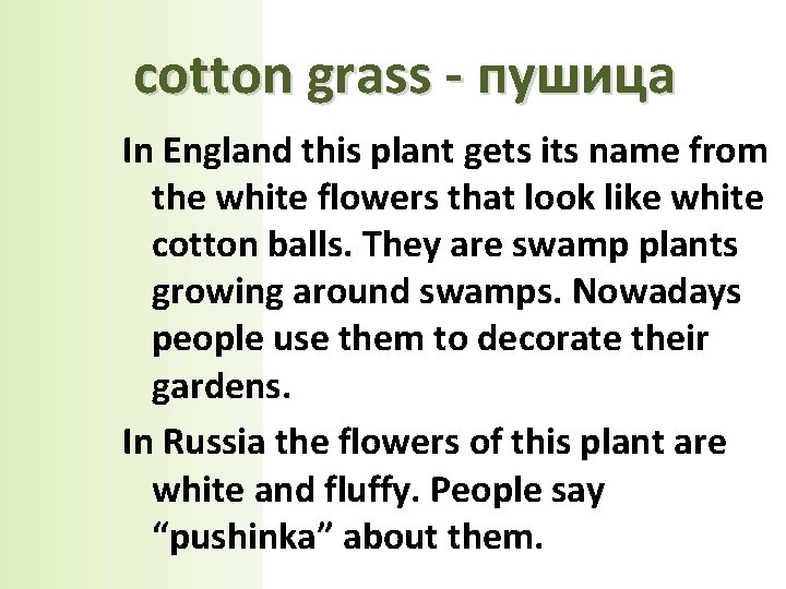 сotton grass - пушица In England this plant gets its name from the white
