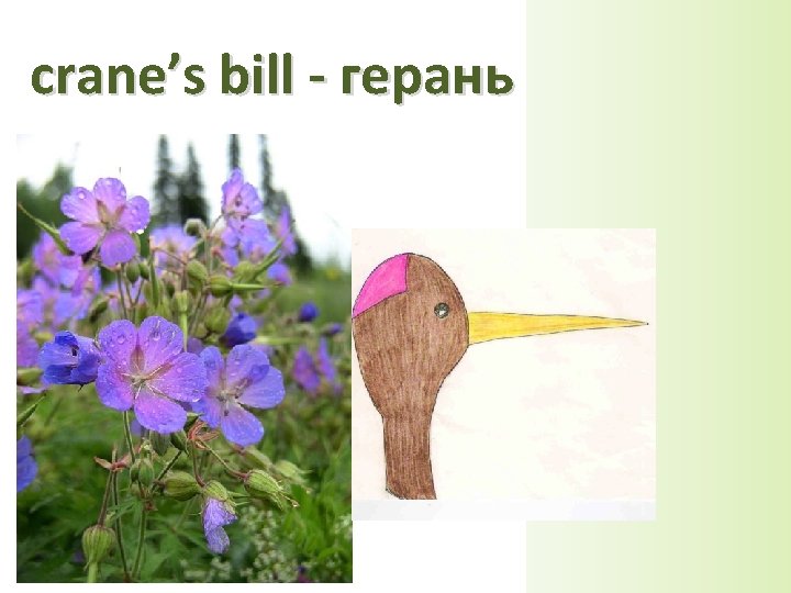 crane’s bill - герань 
