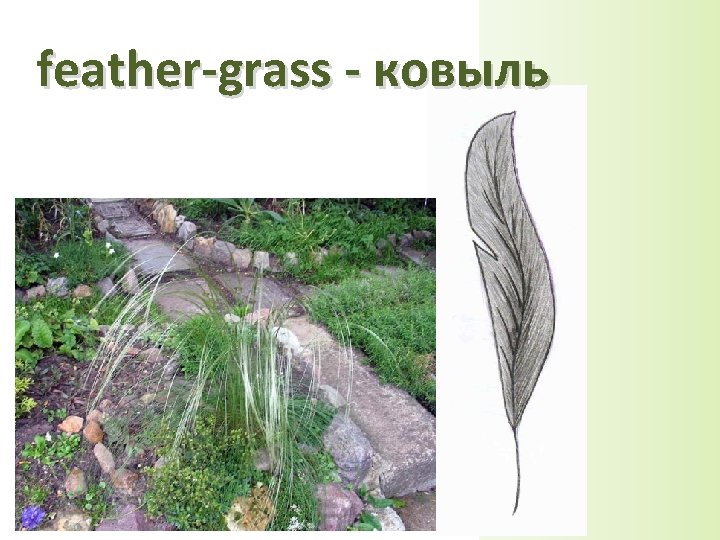 feather-grass - ковыль 