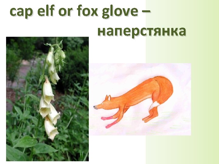 cap elf or fox glove – наперстянка 