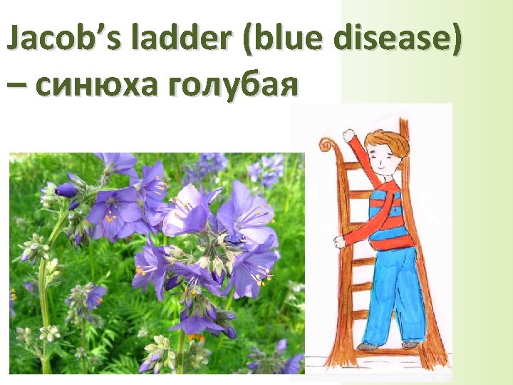 Jacob’s ladder (blue disease) – синюха голубая 