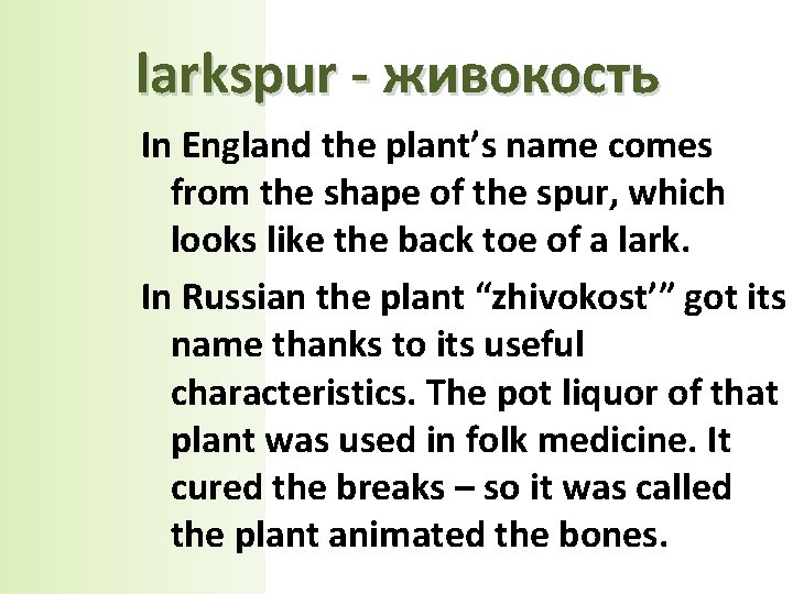 larkspur - живокость In England the plant’s name comes from the shape of the