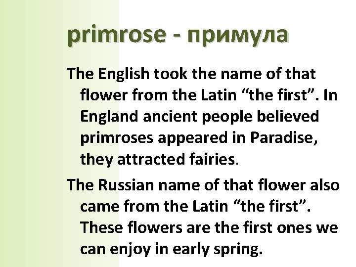 primrose - примула The English took the name of that flower from the Latin