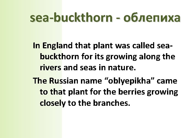 sea-buckthorn - облепиха In England that plant was called seabuckthorn for its growing along