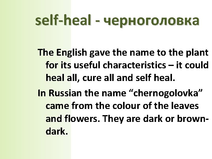 self-heal - черноголовка The English gave the name to the plant for its useful