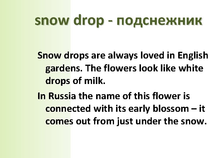 snow drop - подснежник Snow drops are always loved in English gardens. The flowers