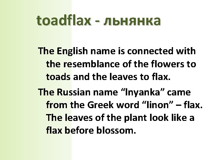 toadflax - льнянка The English name is connected with the resemblance of the flowers