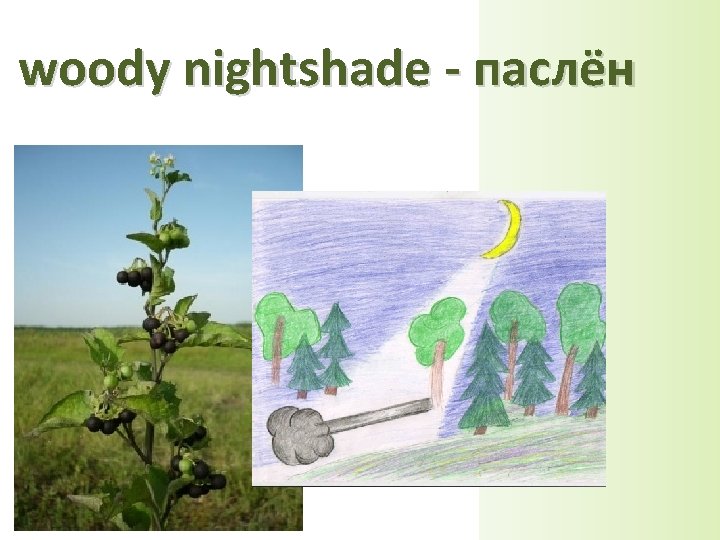 woody nightshade - паслён 