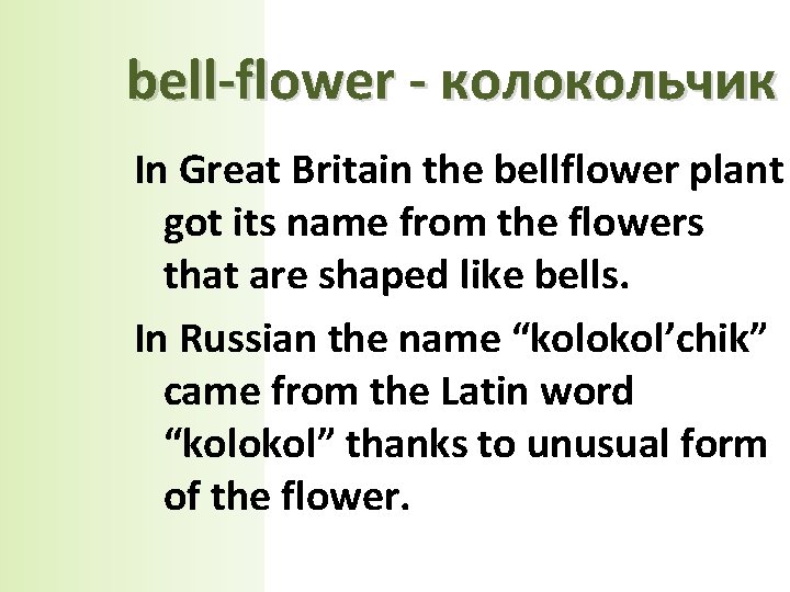 bell-flower - колокольчик In Great Britain the bellflower plant got its name from the