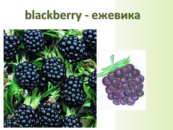 blackberry - ежевика 