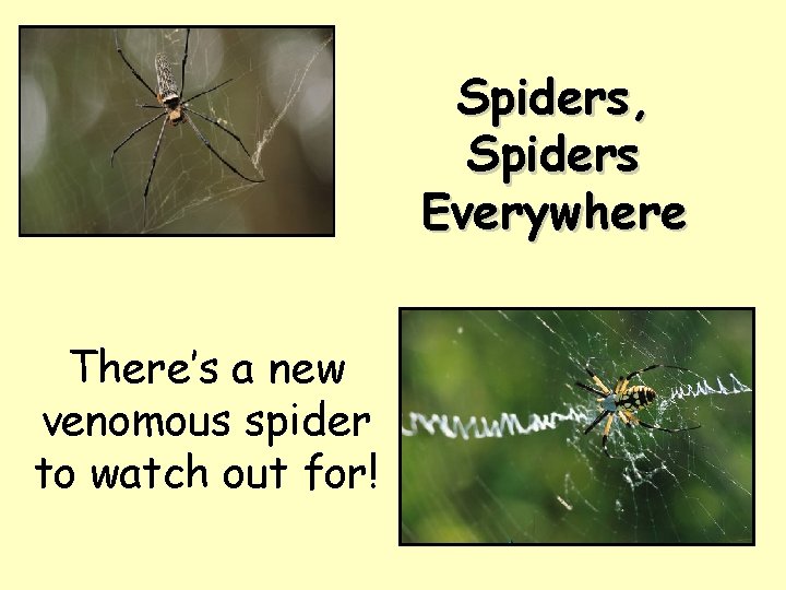 Spiders, Spiders Everywhere There’s a new venomous spider to watch out for! 