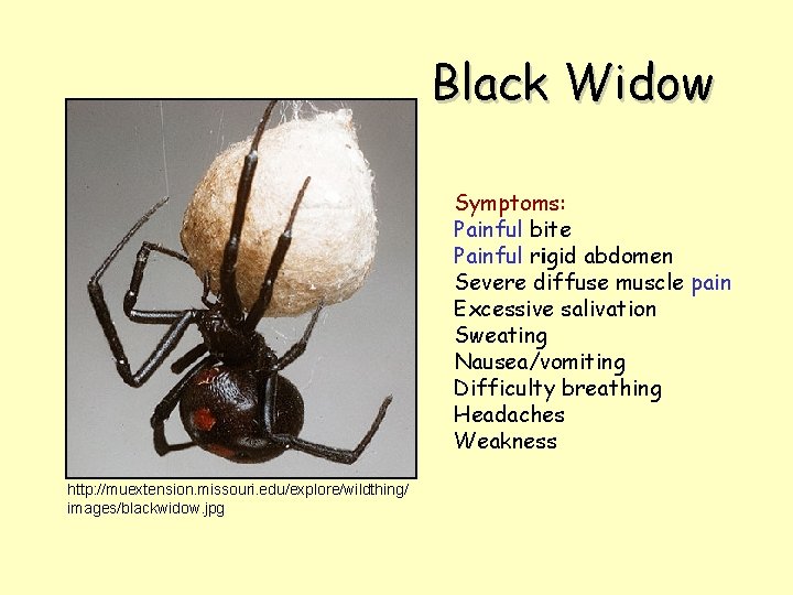 Black Widow Symptoms: Painful bite Painful rigid abdomen Severe diffuse muscle pain Excessive salivation