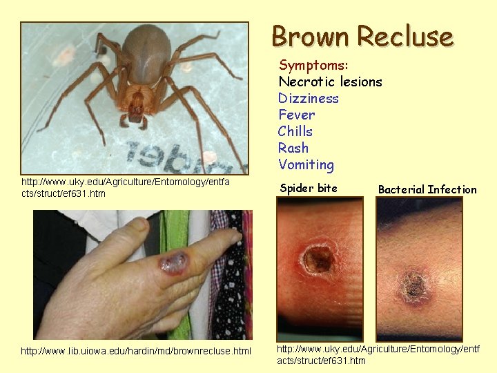 Brown Recluse Symptoms: Necrotic lesions Dizziness Fever Chills Rash Vomiting http: //www. uky. edu/Agriculture/Entomology/entfa