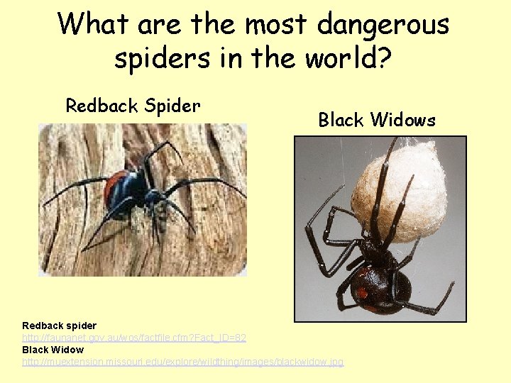 What are the most dangerous spiders in the world? Redback Spider Black Widows Redback