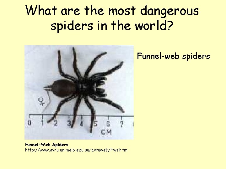 What are the most dangerous spiders in the world? Funnel-web spiders Funnel-Web Spiders http: