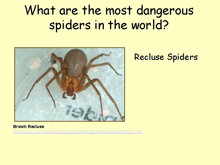 What are the most dangerous spiders in the world? Recluse Spiders Brown Recluse http: