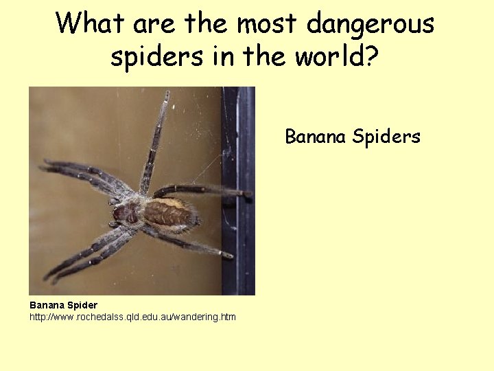 What are the most dangerous spiders in the world? Banana Spiders Banana Spider http: