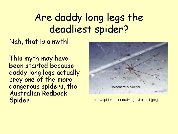 Are daddy long legs the deadliest spider? Nah, that is a myth! This myth