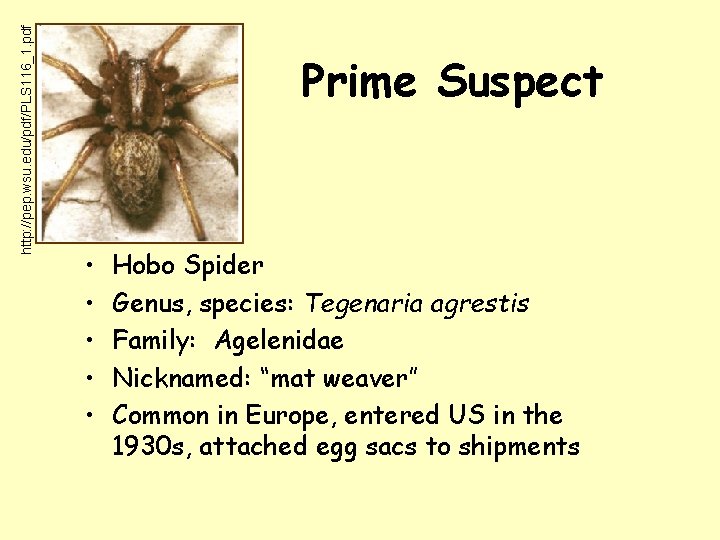 http: //pep. wsu. edu/pdf/PLS 116_1. pdf Prime Suspect • • • Hobo Spider Genus,
