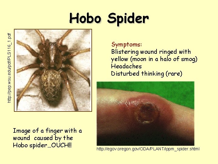 http: //pep. wsu. edu/pdf/PLS 116_1. pdf Hobo Spider Symptoms: Blistering wound ringed with yellow